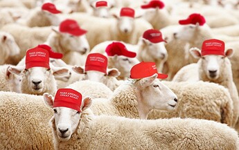 Donald%20Trump%20-%20sheep%20with%20MAGA%20hats%20-%20photo%20credit%2C%20Daily%20Kos