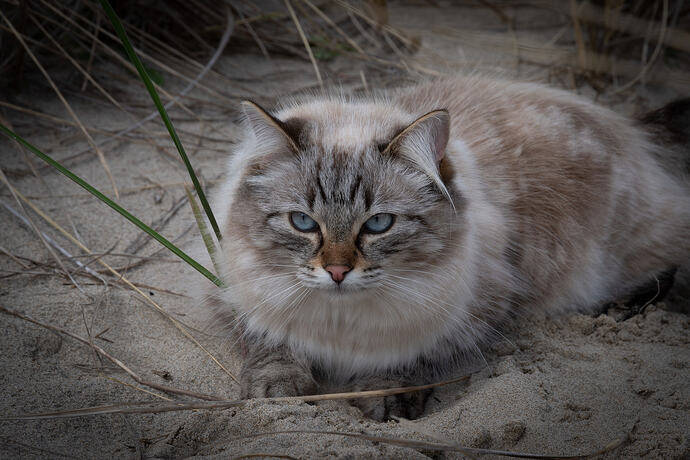 Sasha - Nehalem Bay-0625