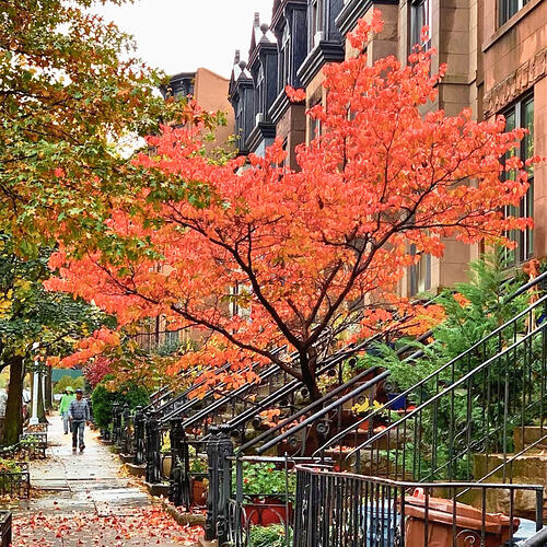Brooklyn-1120x1120