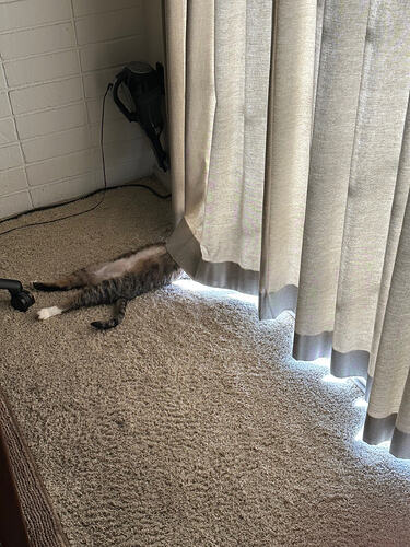 cat pic