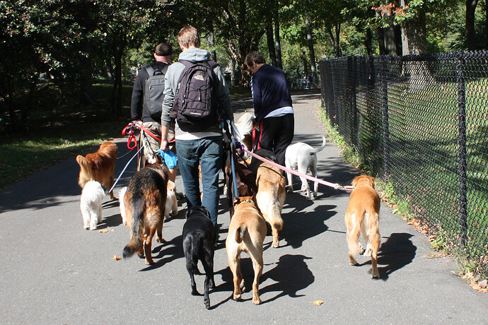 dog-walk-in-central-park