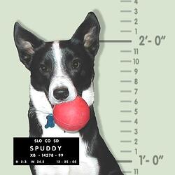 spuddy