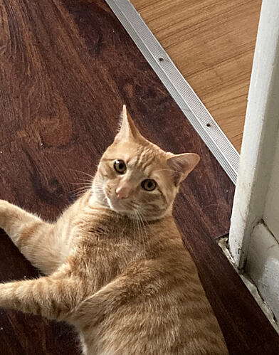 Screen Shot 2024-03-07 at 10.51.31 AM