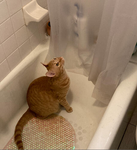 Screenshot 2026-02-11 at 10.37.51 AM