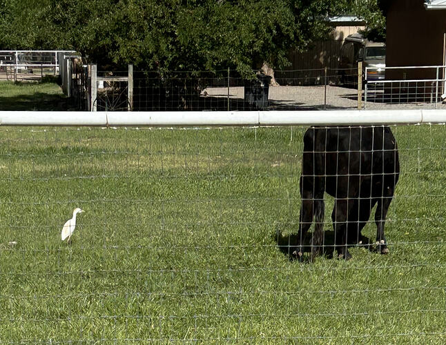 Egret)