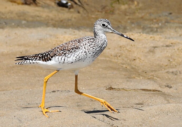IMG_2471_gr_yellowlegs