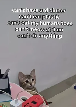 Cats cant bummer