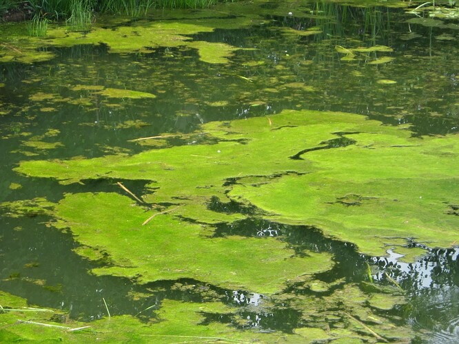 pond
