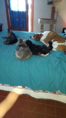 cats and dog
