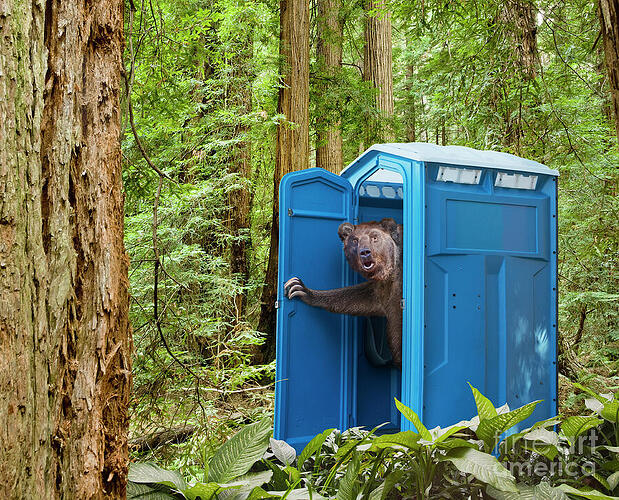 bear-pooping-in-woods-john-lund