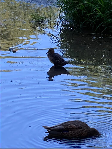 Screenshot 2026-02-24 at 4.42.57 PM