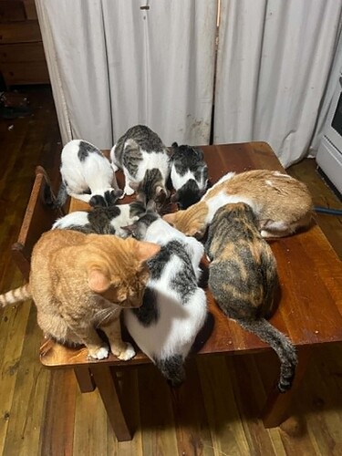cats