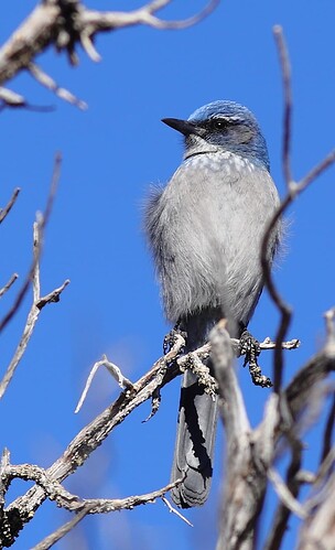 IMG_1403_woodhouse_scrub_jay