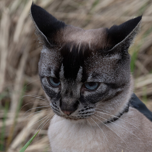 Sophie Not Pleased-9547