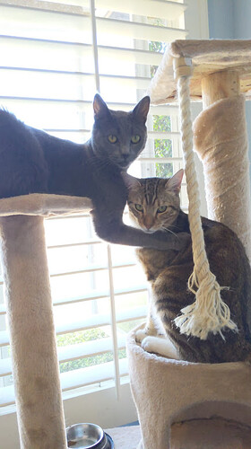 Cats - Yorba Linda - 7-22-20