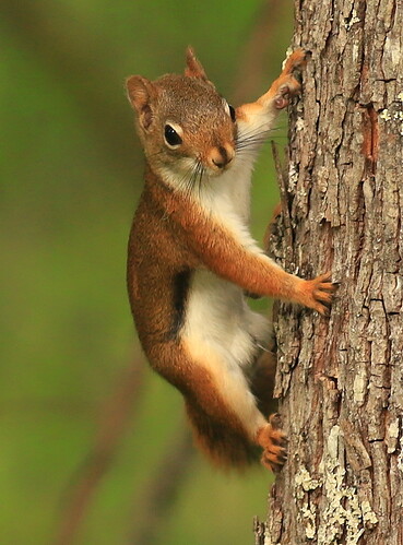 IMG_3246_red_squirrel