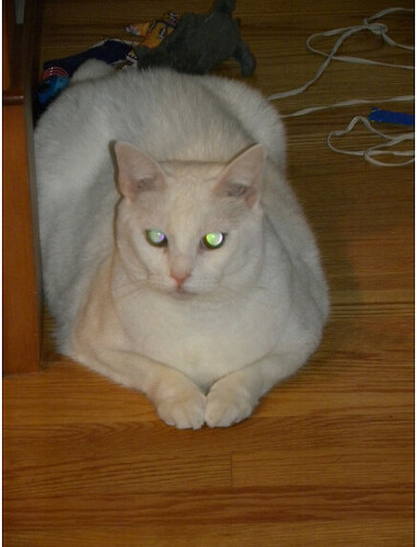 cat