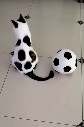 SoccerBallCat