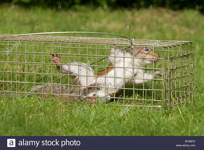 grey-squirrel-caught-in-a-humane-squirrel-trap-sciurus-carolinensis-B1RB7D