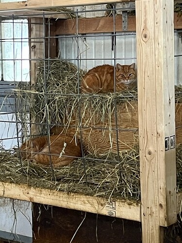 Cats in Hay Feeder 1