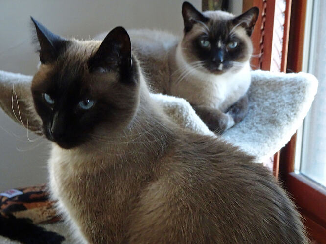 2cat