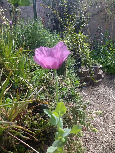 poppy