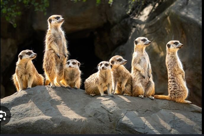 Screenshot 2026-03-04 at 8.56.25 AM