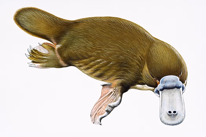 platypus_1050x700.jpeg