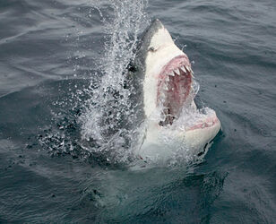 shark