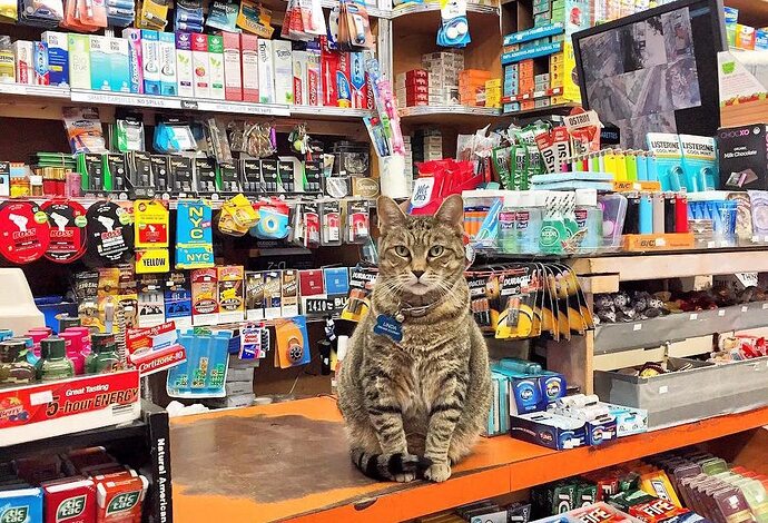 bodega-cats
