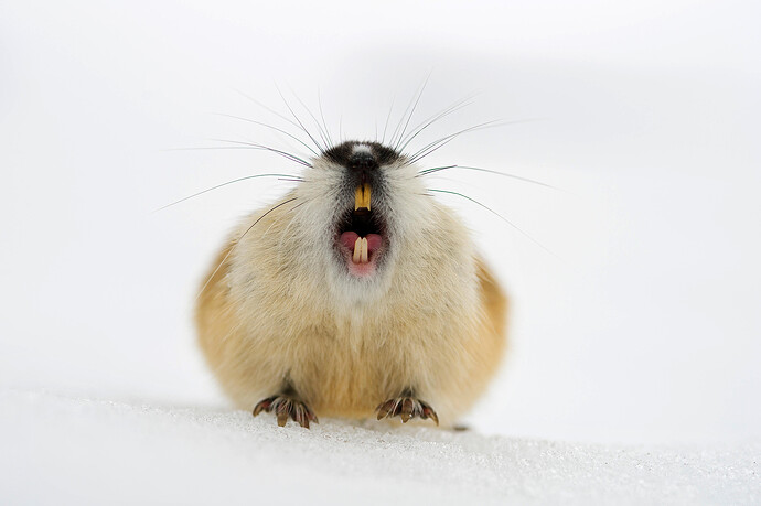 lemming