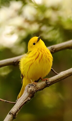 IMG_2878_yellow_warbler