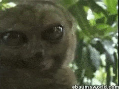 DefiniteFearlessAdeliepenguin-max-1mb