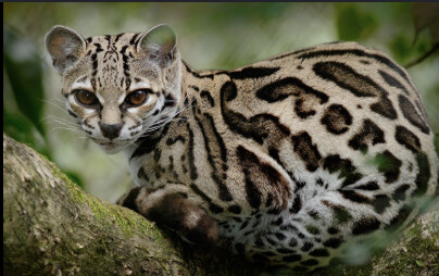 Screenshot 2026-01-29 at 11.15.09 AM