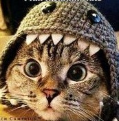Shark Kitty