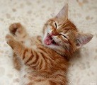 zzzzzzzzzzzzzlaughing-cat-vitamin-l2