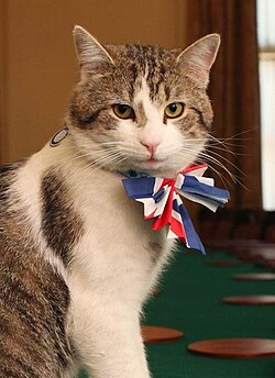 Larry_Chief_Mouser_(cropped)