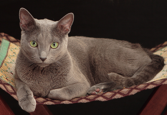 russian-blue-cat-on-cat-bed