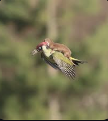 Screenshot 2025-10-15 at 11.13.06 AM