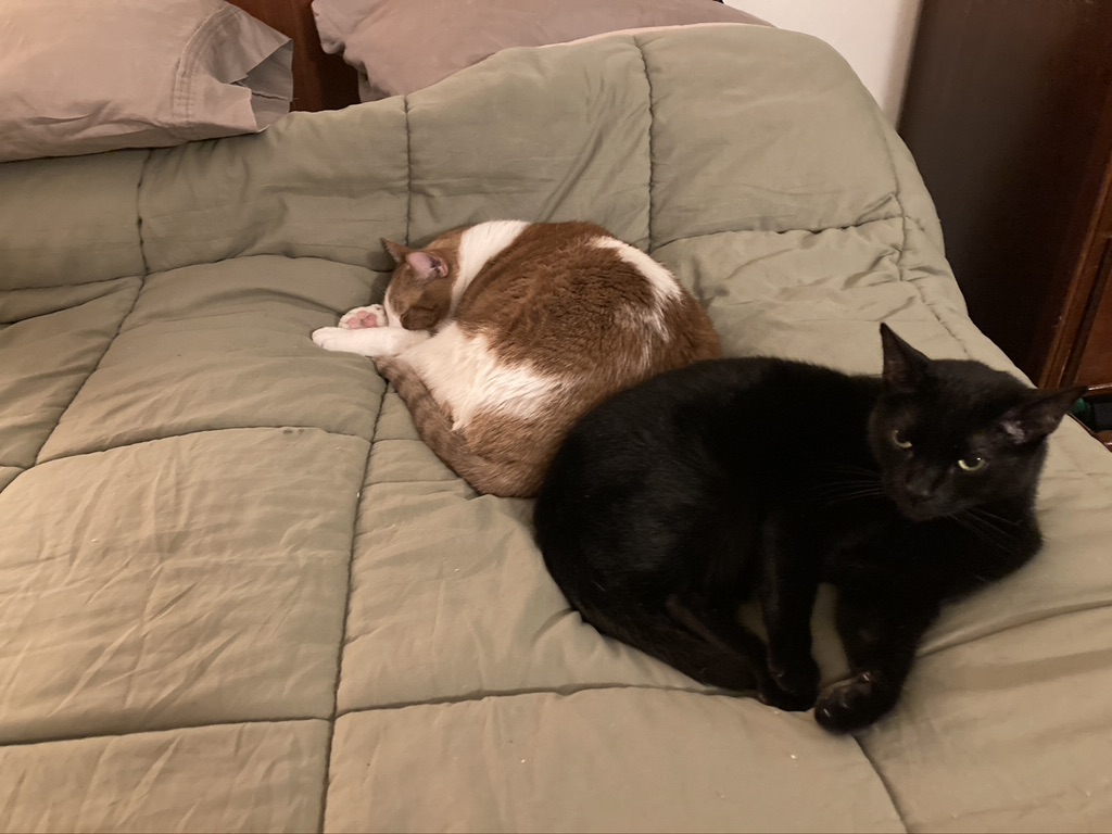 D9790388-6508-41C6-9F53-5946F0F9EE5C_1_105_c