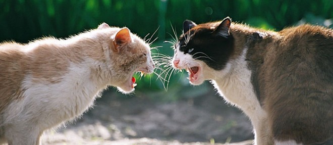 cats-hissing-660x287
