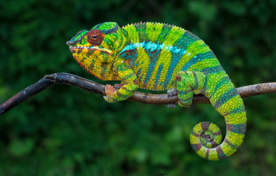 cameleon