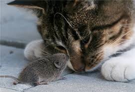 catmouse