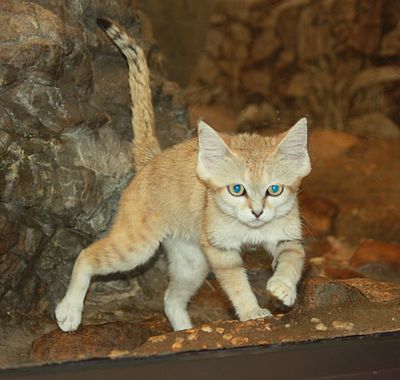 Sandcat1_CincinnatiZoo