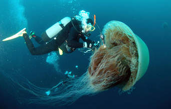 jellyfish