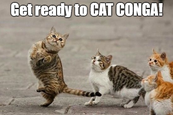 dancing cats