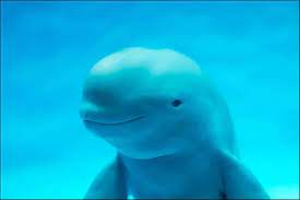 porpoise