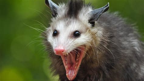 hissingOpossum