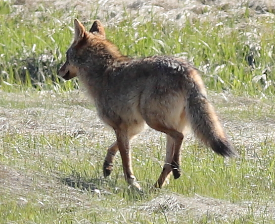 IMG_3232_coyote