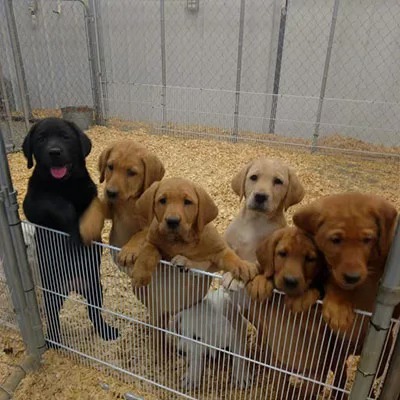 Puppies hate Kristi.